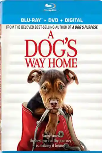 A Dogs Way Home 2019 BRRip 300Mb Hindi Dual Audio 480p poster | Bolly4u Official